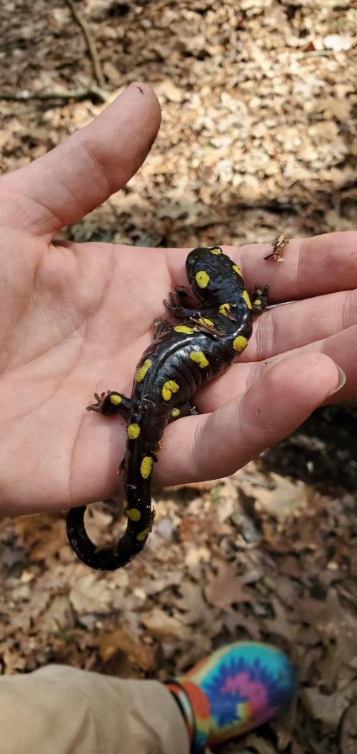 Finding Salamanders